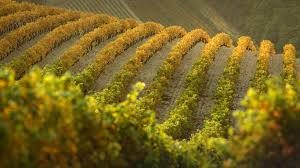 route-des-vins