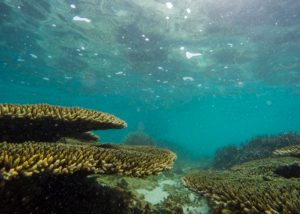 ile-maurice-corail