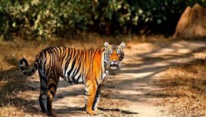 national-park-madhya-pradesh