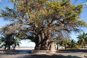 madagascar-majunga-vieu-baobab