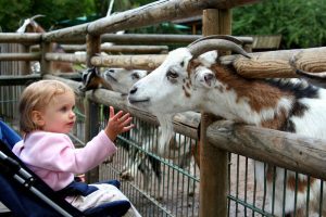parc-animalier-bretagne